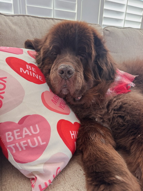 Brown newfoundland dog laying on valentine's day pillow on couch.