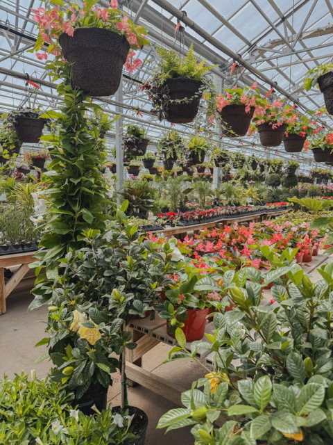 free things to do in the spring plants