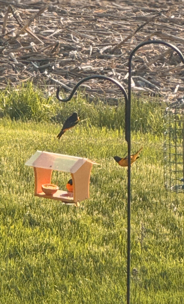 free things to do in the spring birds