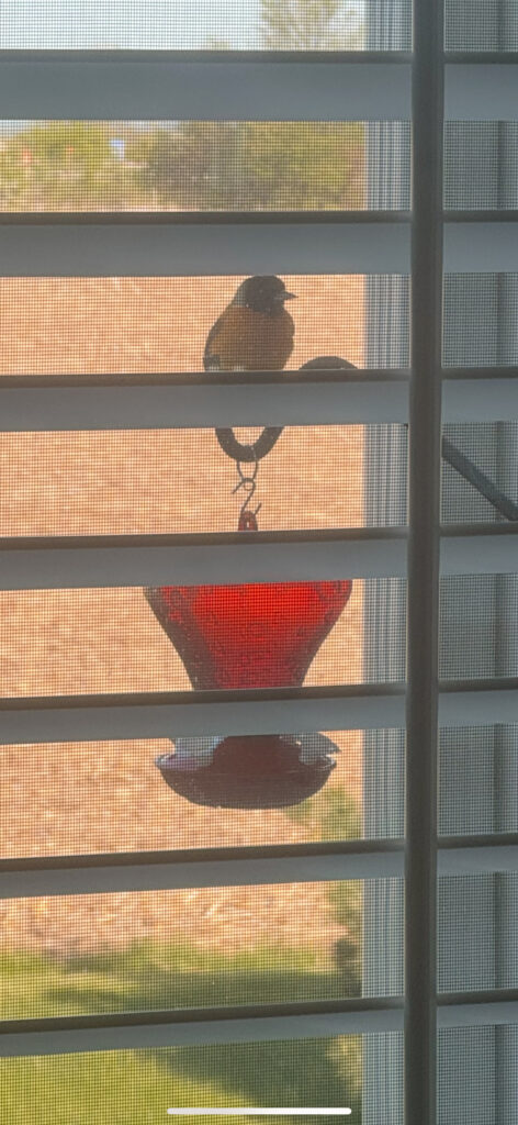 free things to do in the spring observing birds