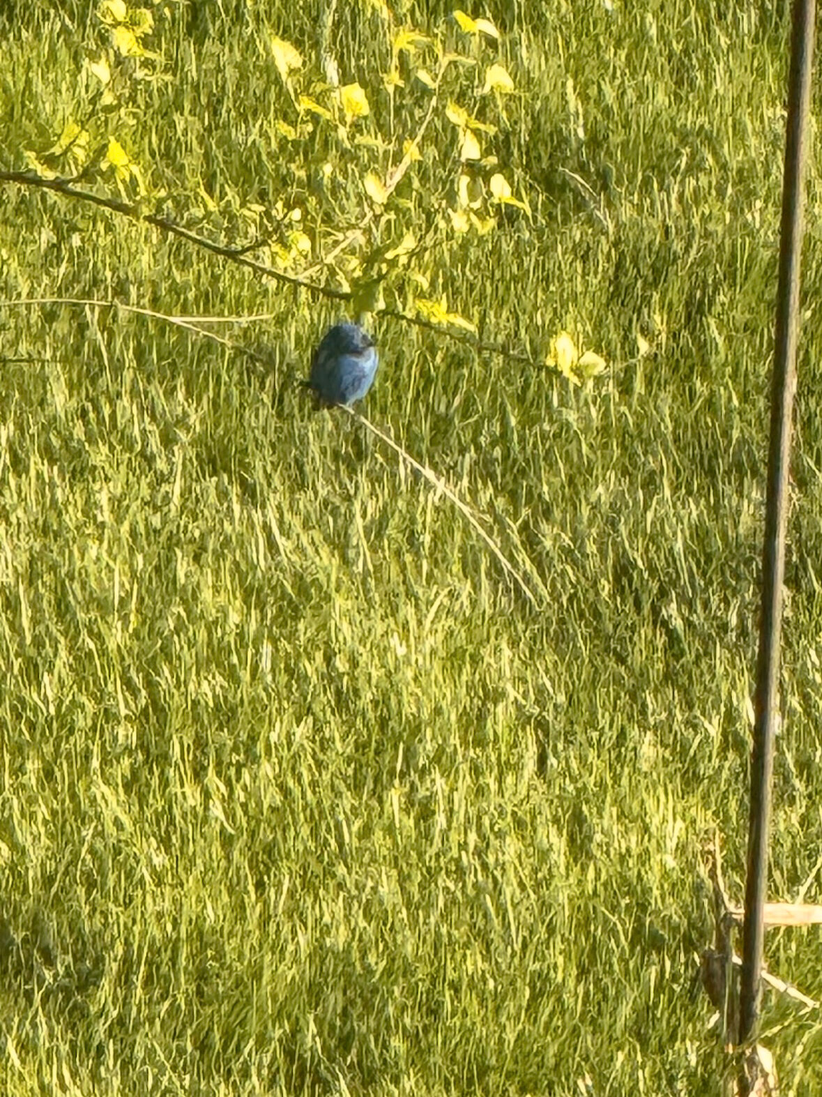 free things to do in the spring watching birds