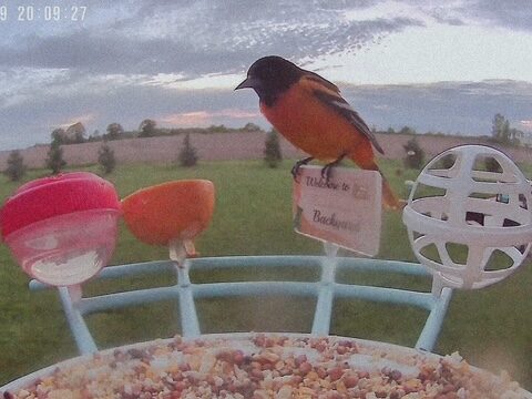 free things to do in the spring bird watching